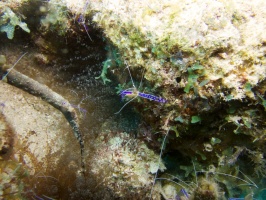 Pederson Shrimp and Corkscrew Anemone IMG 7303